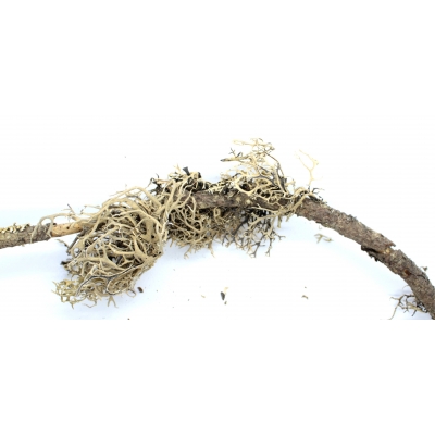 Gałęzie gałązki z POROSTAMI mchami 10-30cm
